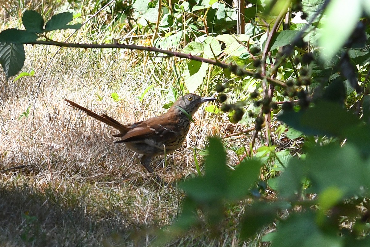 דשוש חום - ML645169034