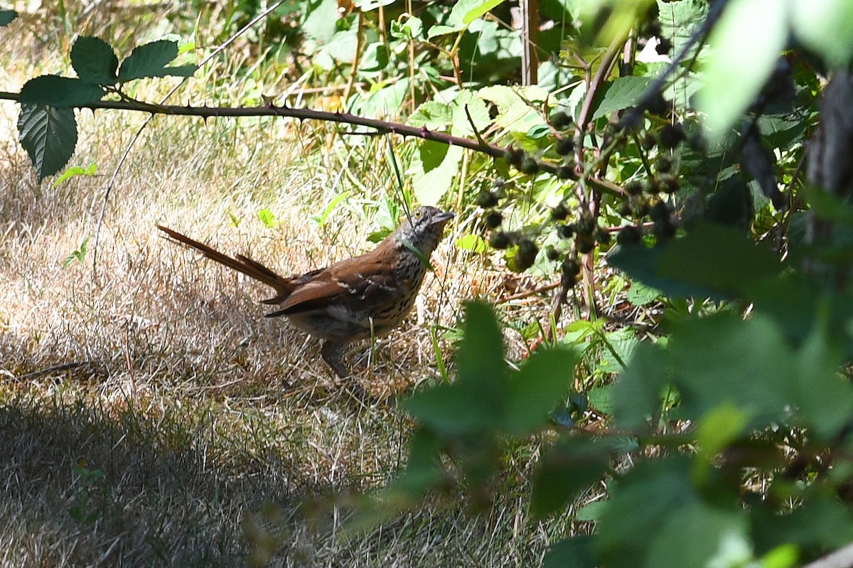 דשוש חום - ML645169035