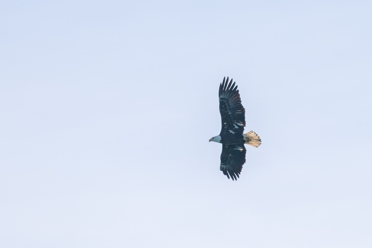 orel bělohlavý - ML645169043