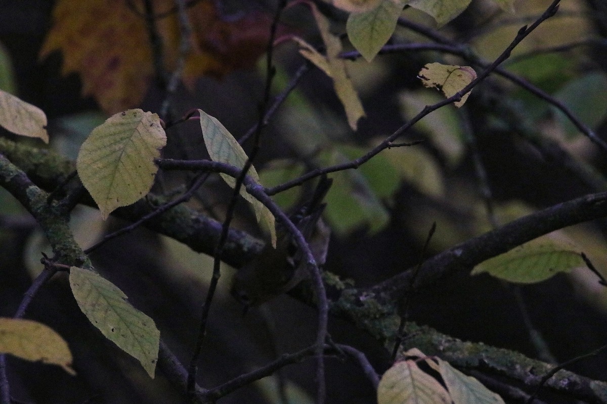 Goldcrest - ML645169046