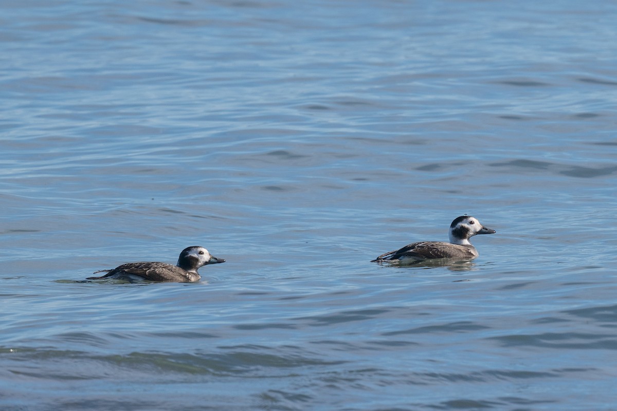 hoholka lední - ML645169053