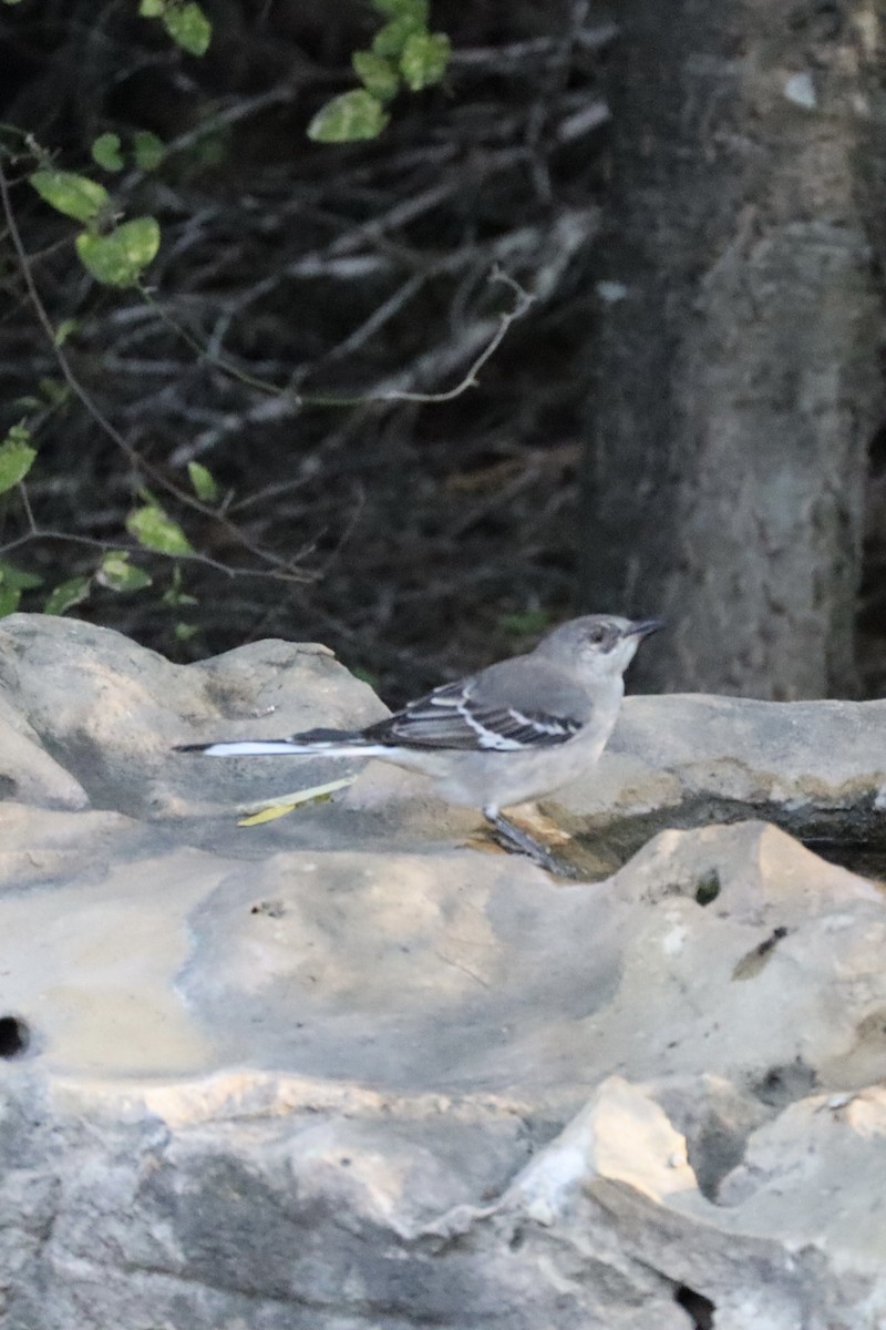 Пересмішник багатоголосий - ML645169067