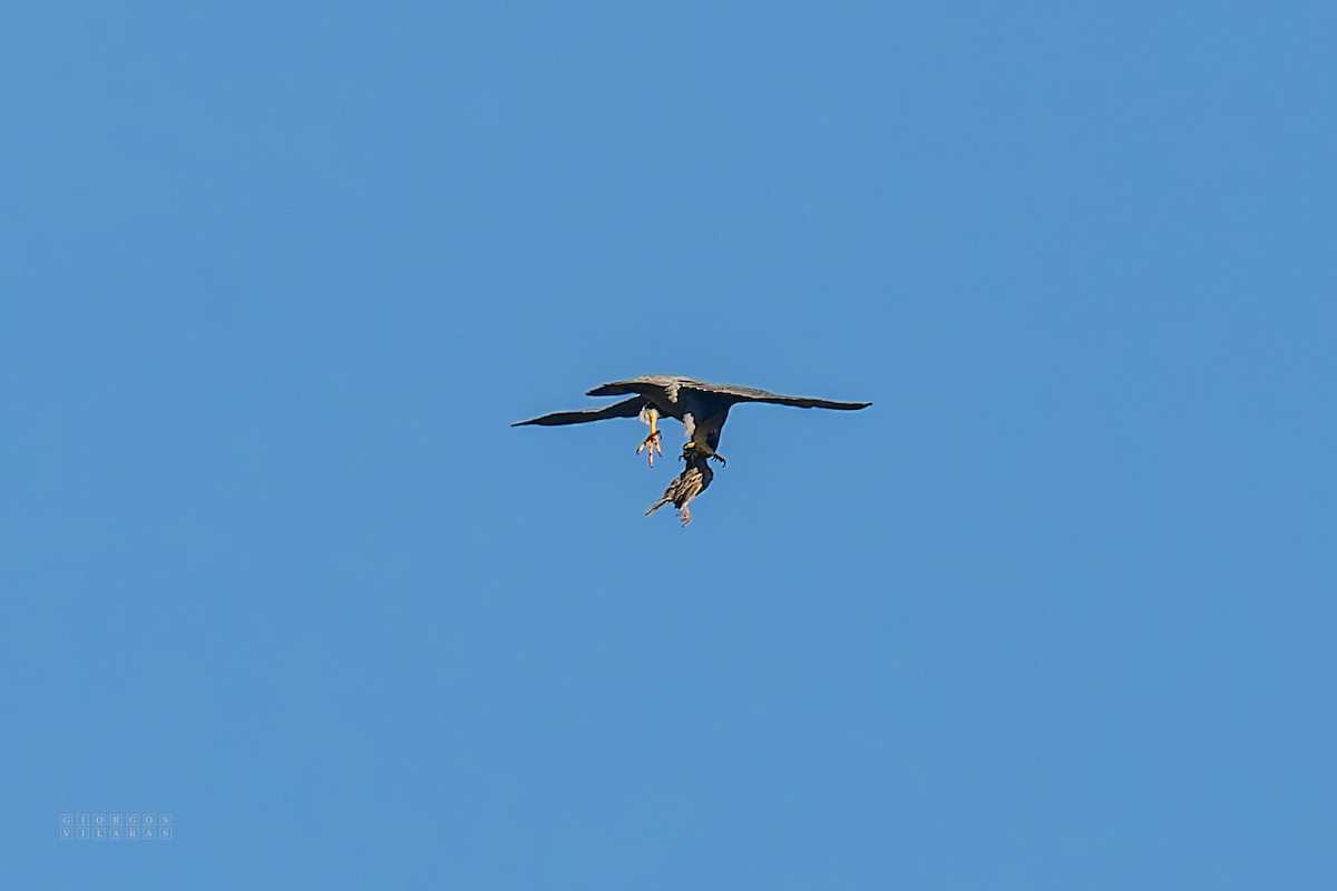 House Sparrow - ML645169091