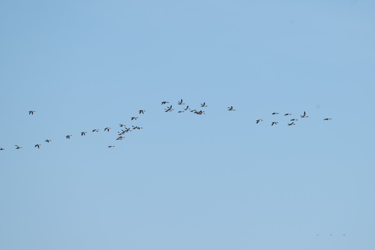 morčák prostřední - ML645169093