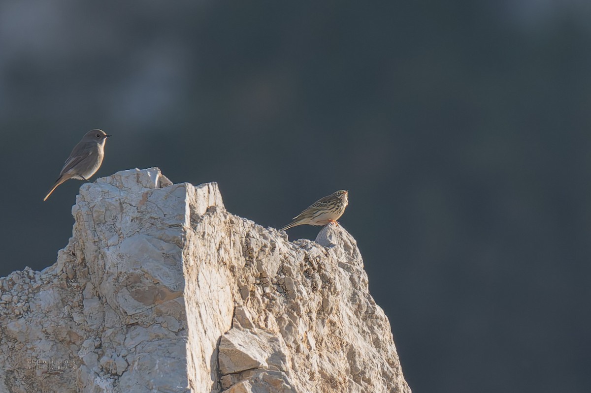 Meadow Pipit - ML645169107