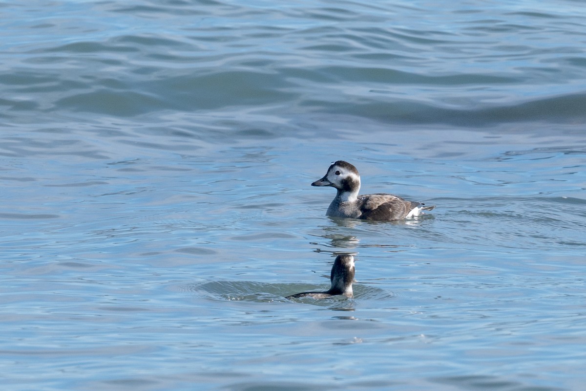 hoholka lední - ML645169109