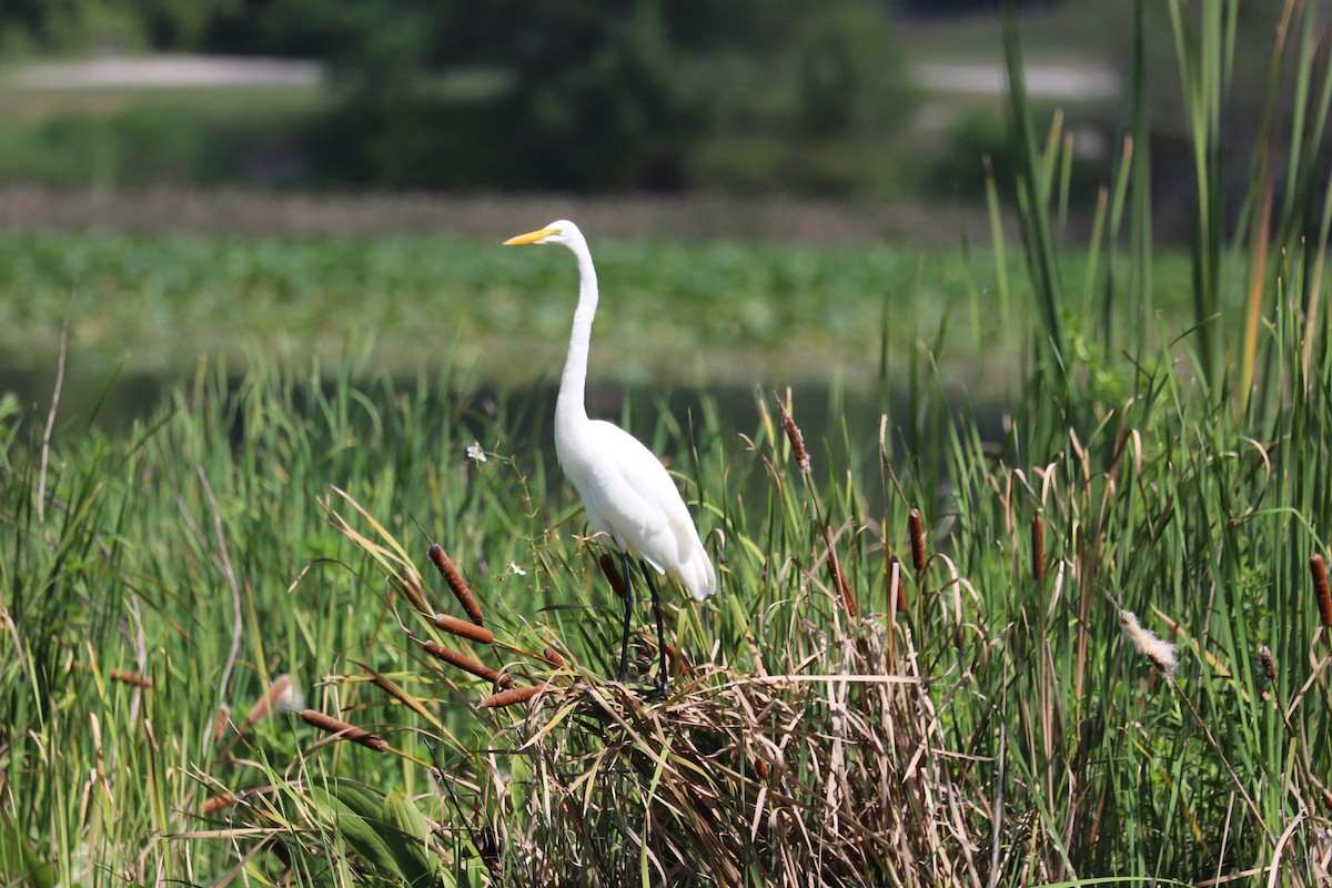 Airone bianco maggiore - ML645169111