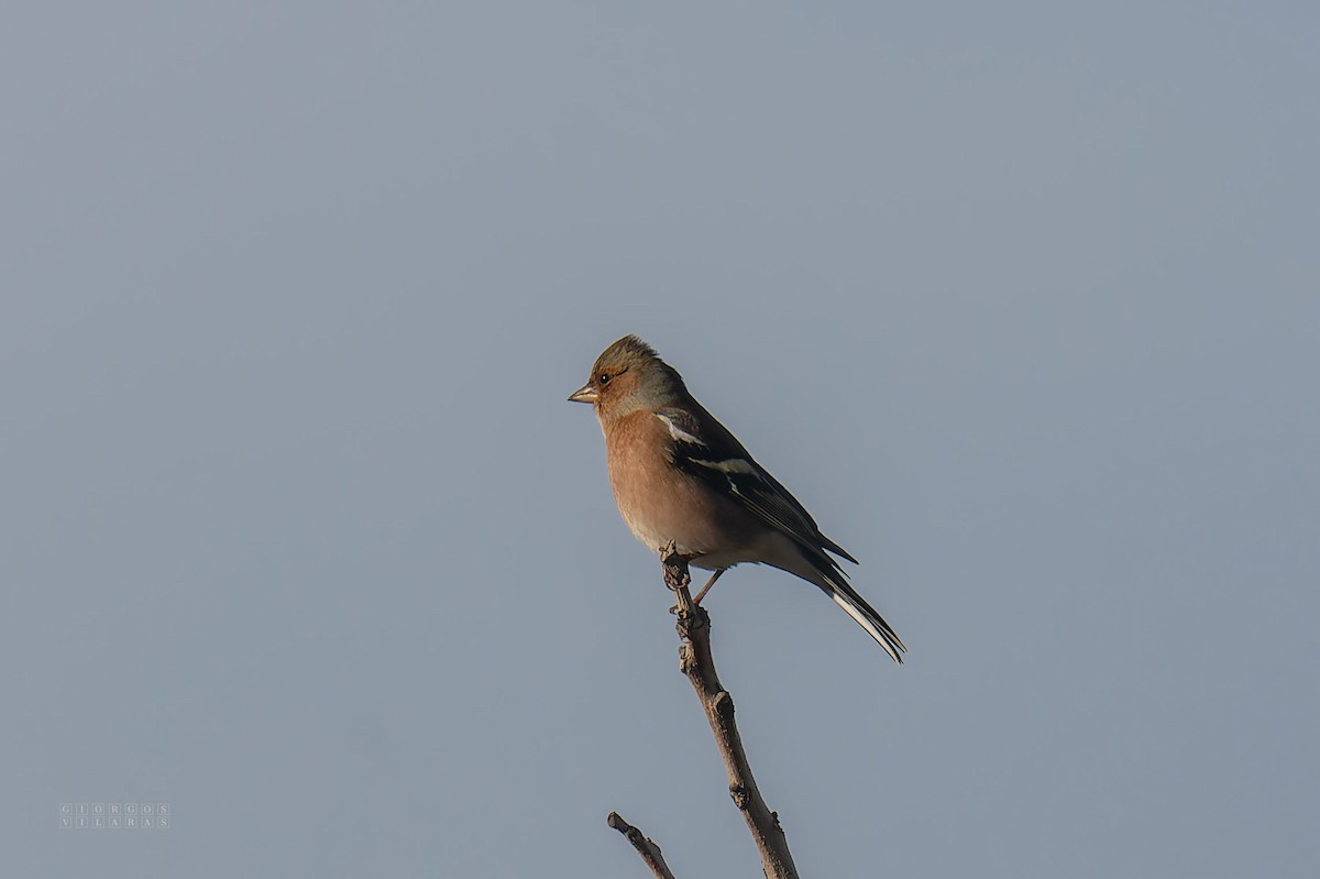 Common Chaffinch - ML645169119