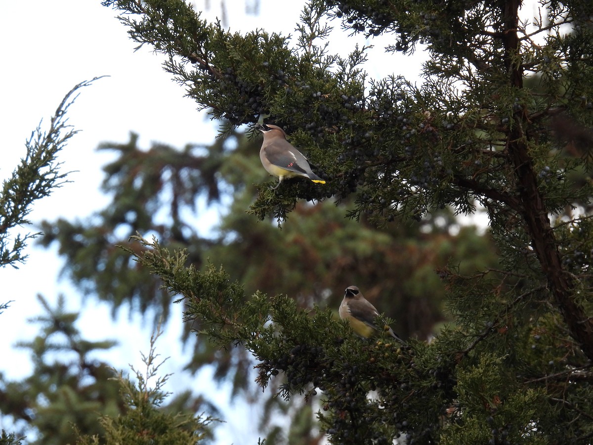Cedar Waxwing - ML645169123