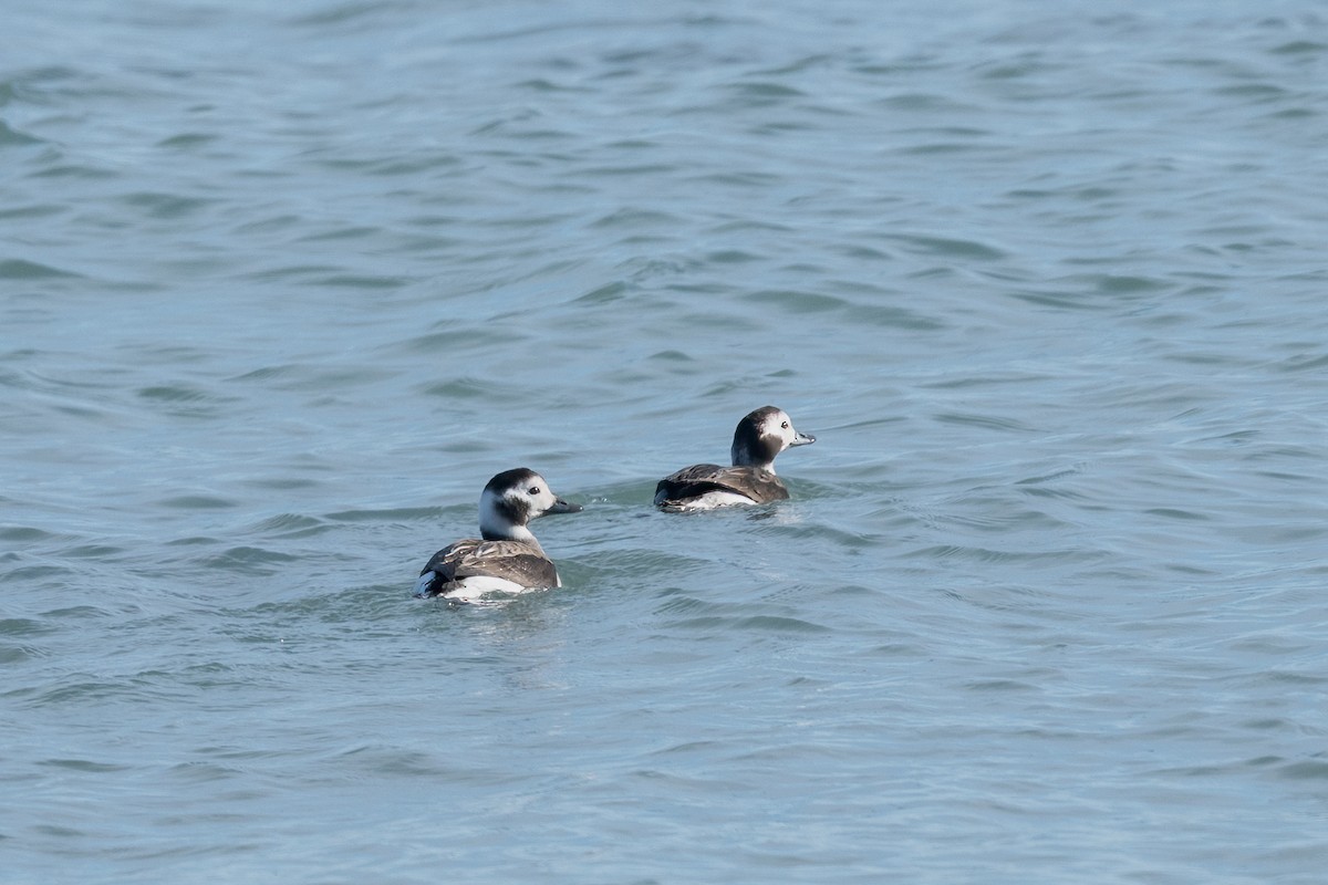 hoholka lední - ML645169125