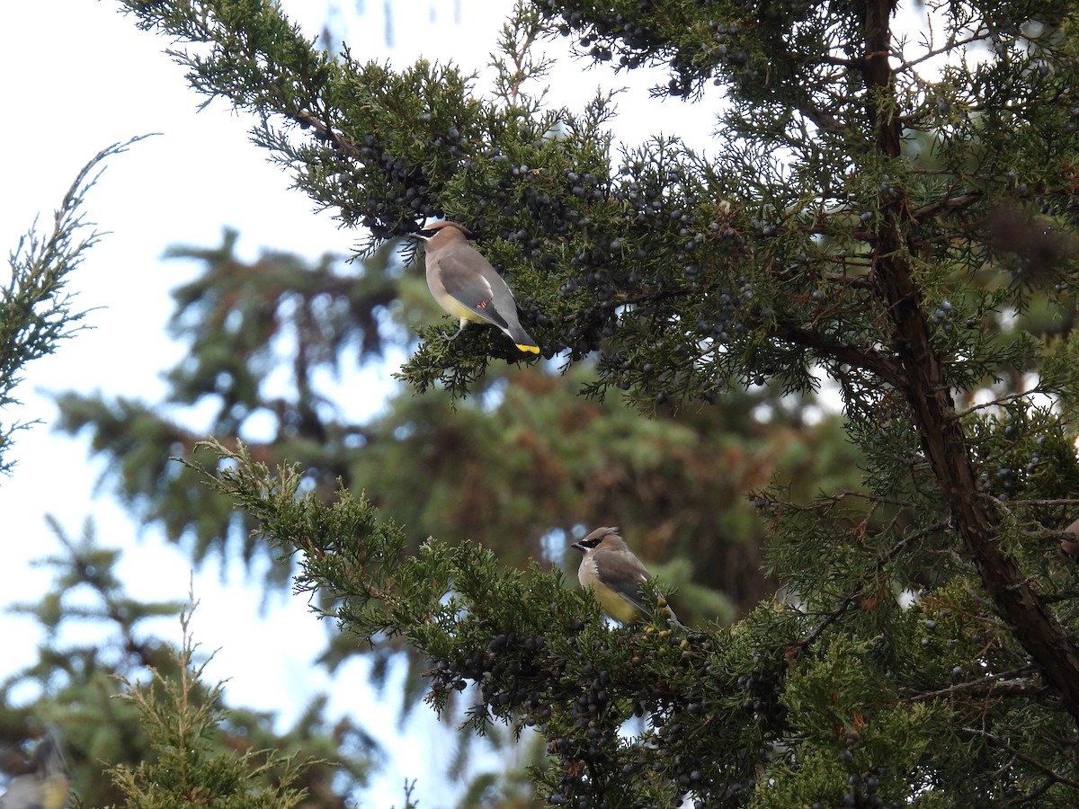 Cedar Waxwing - ML645169129