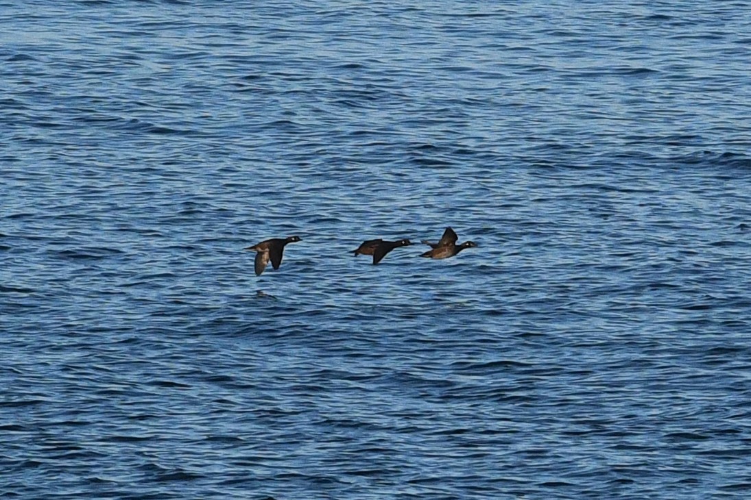 Palyaço Ördeği - ML645169151