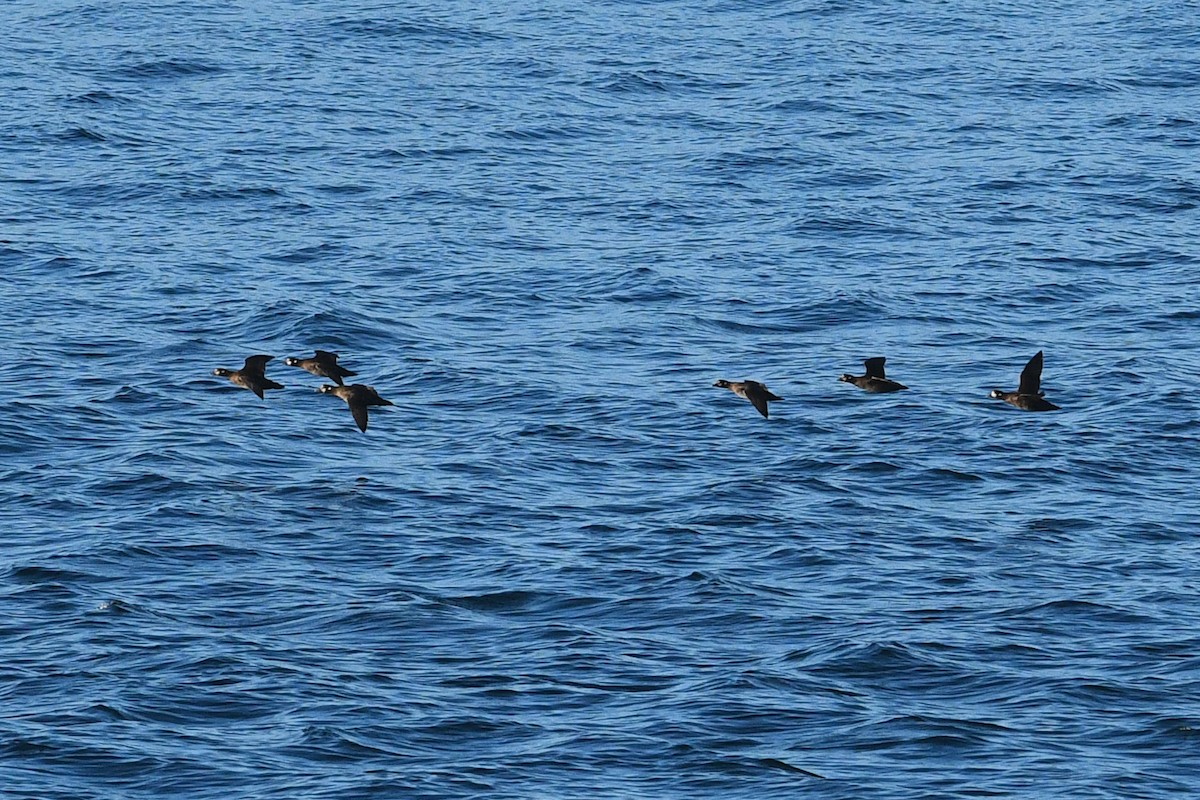 Palyaço Ördeği - ML645169152