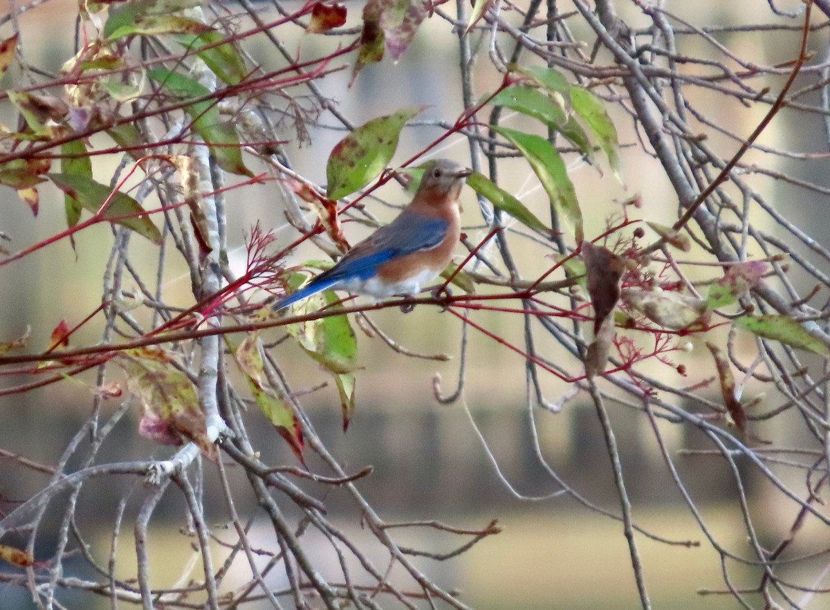 Eastern Bluebird - ML645169154