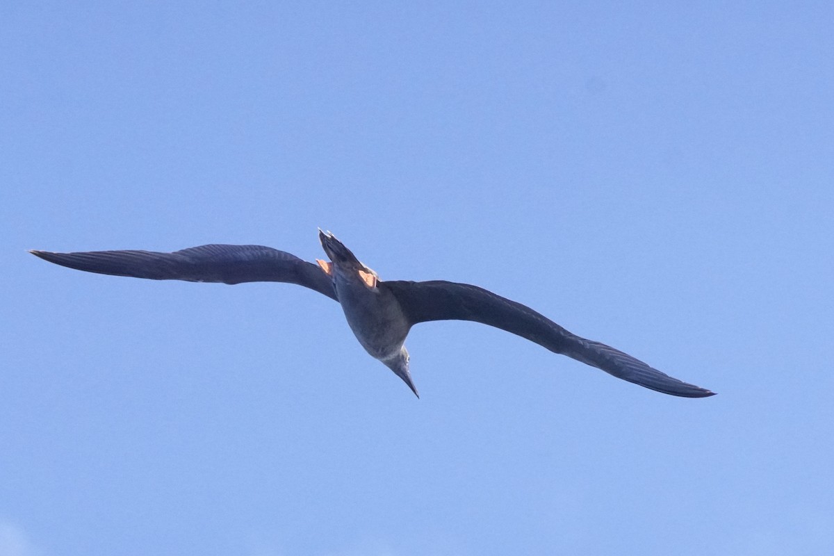 Сула червононога - ML645169155