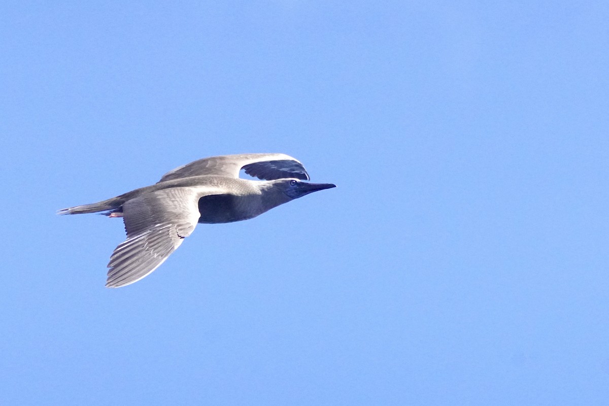 Сула червононога - ML645169156