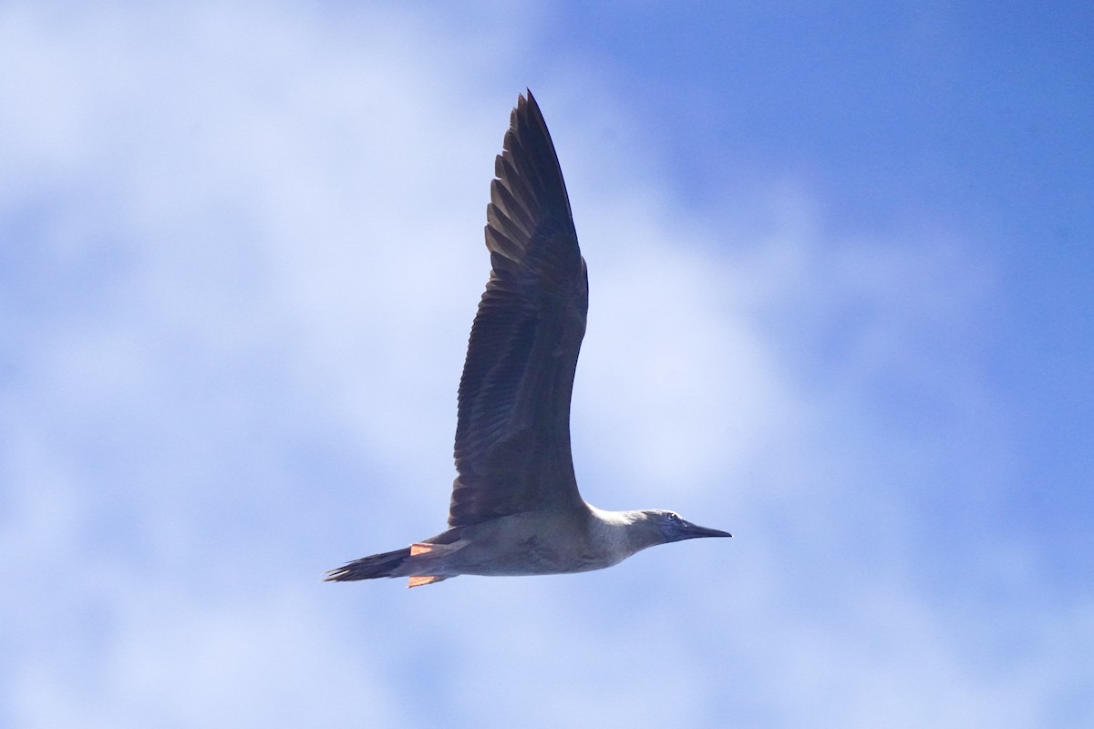 Сула червононога - ML645169157