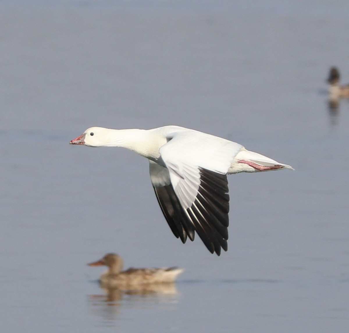 husa bělostná - ML645169161