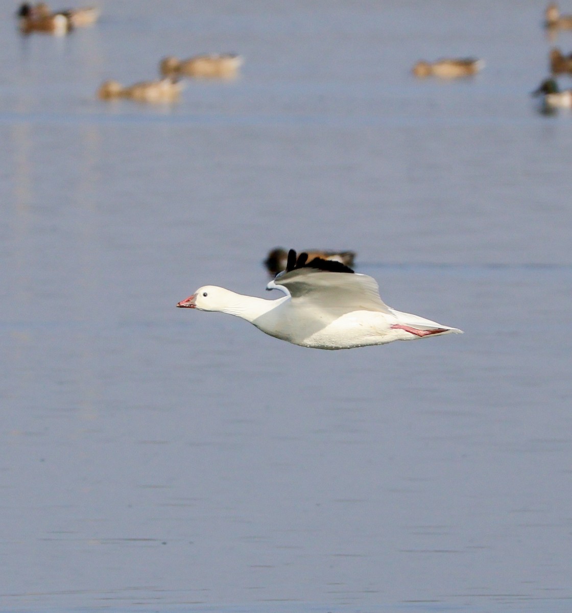 husa bělostná - ML645169162