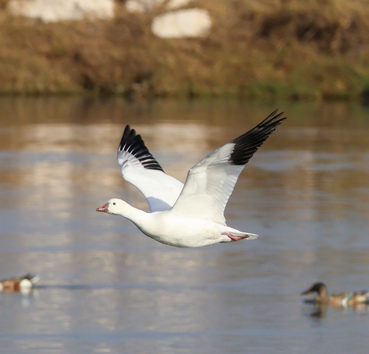 husa bělostná - ML645169163