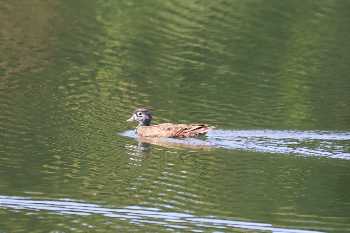 Anatra sposa - ML645169177