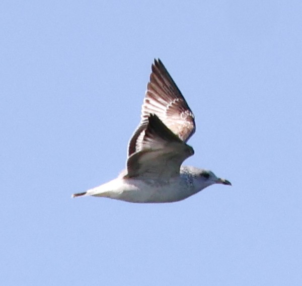 racek kroužkozobý - ML645169181