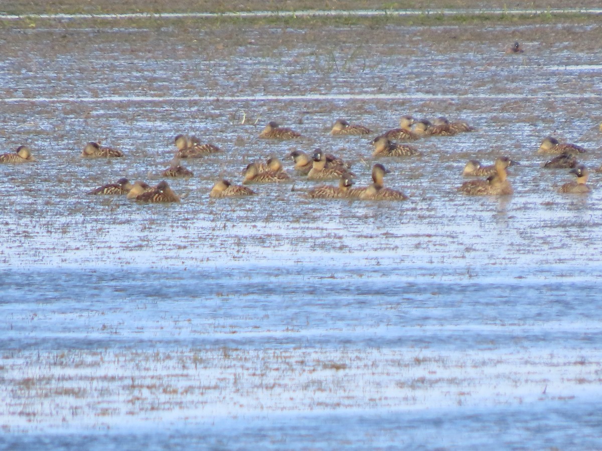 White-backed Duck - ML645169194
