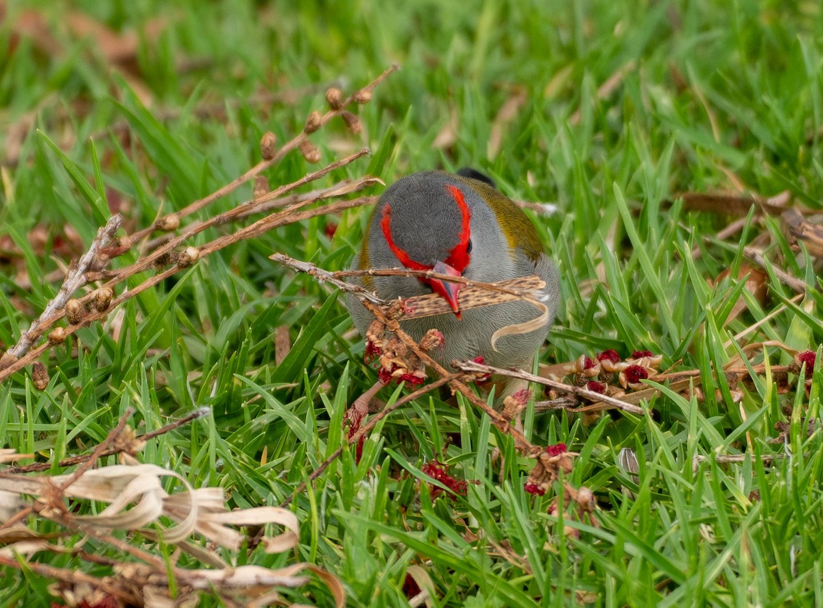 Red-browed Firetail - ML645169196