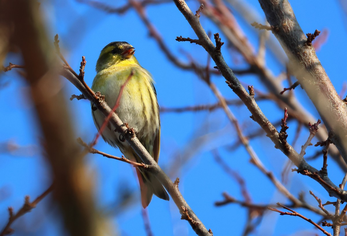Eurasian Siskin - ML645169204