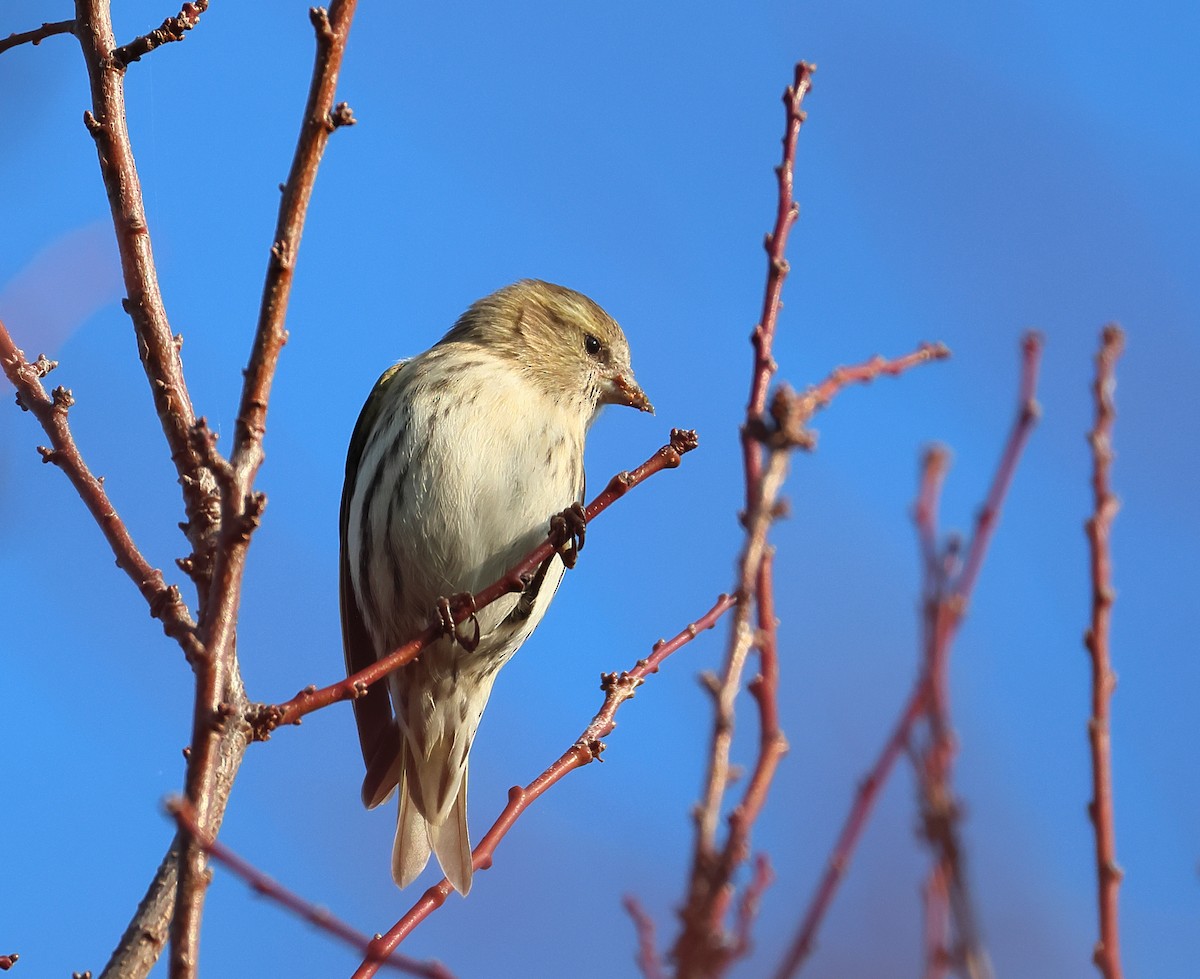 Eurasian Siskin - ML645169205