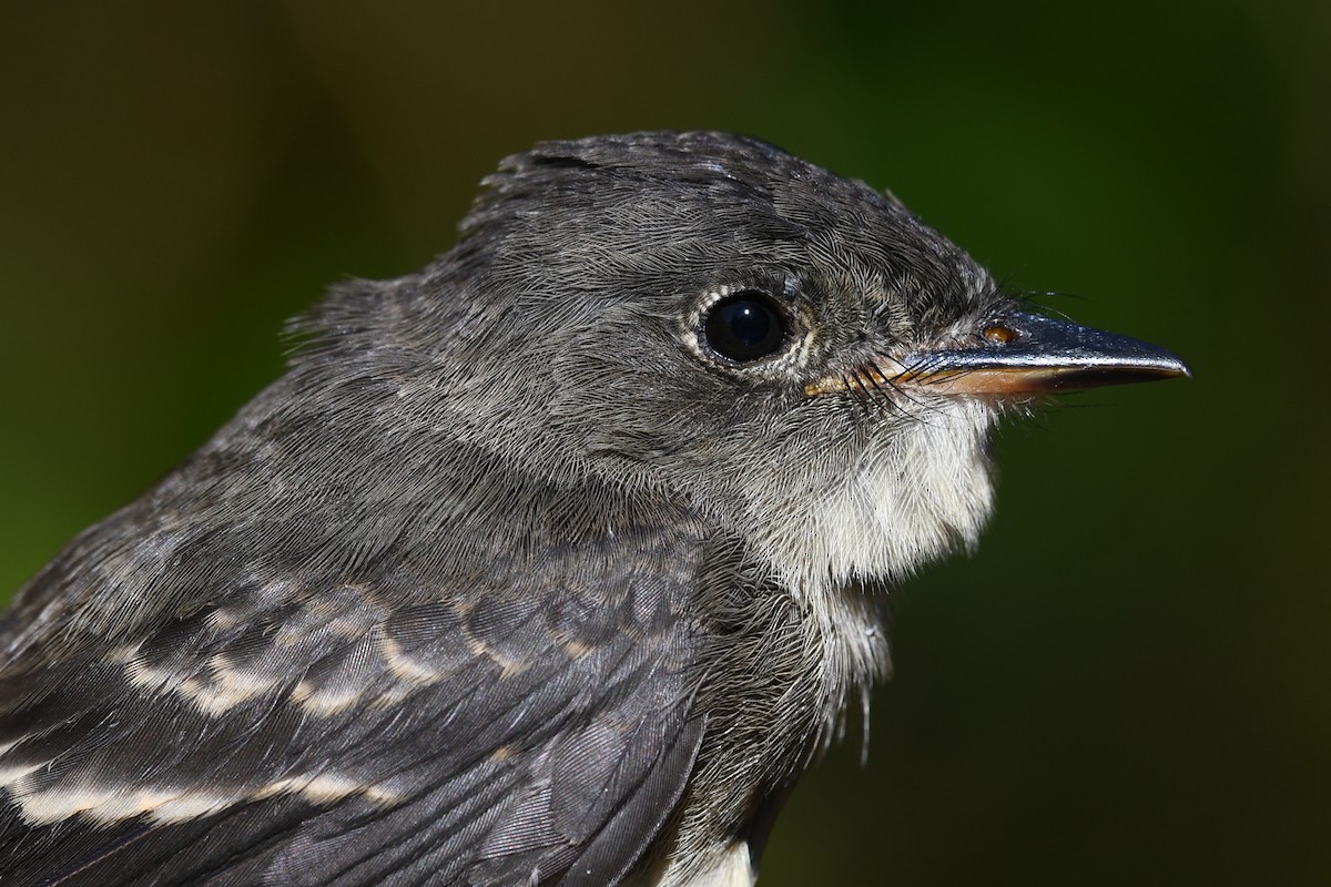 Western Wood-Pewee - ML645169215