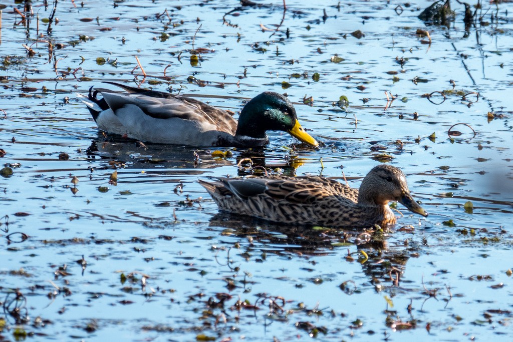 Mallard - ML645169219