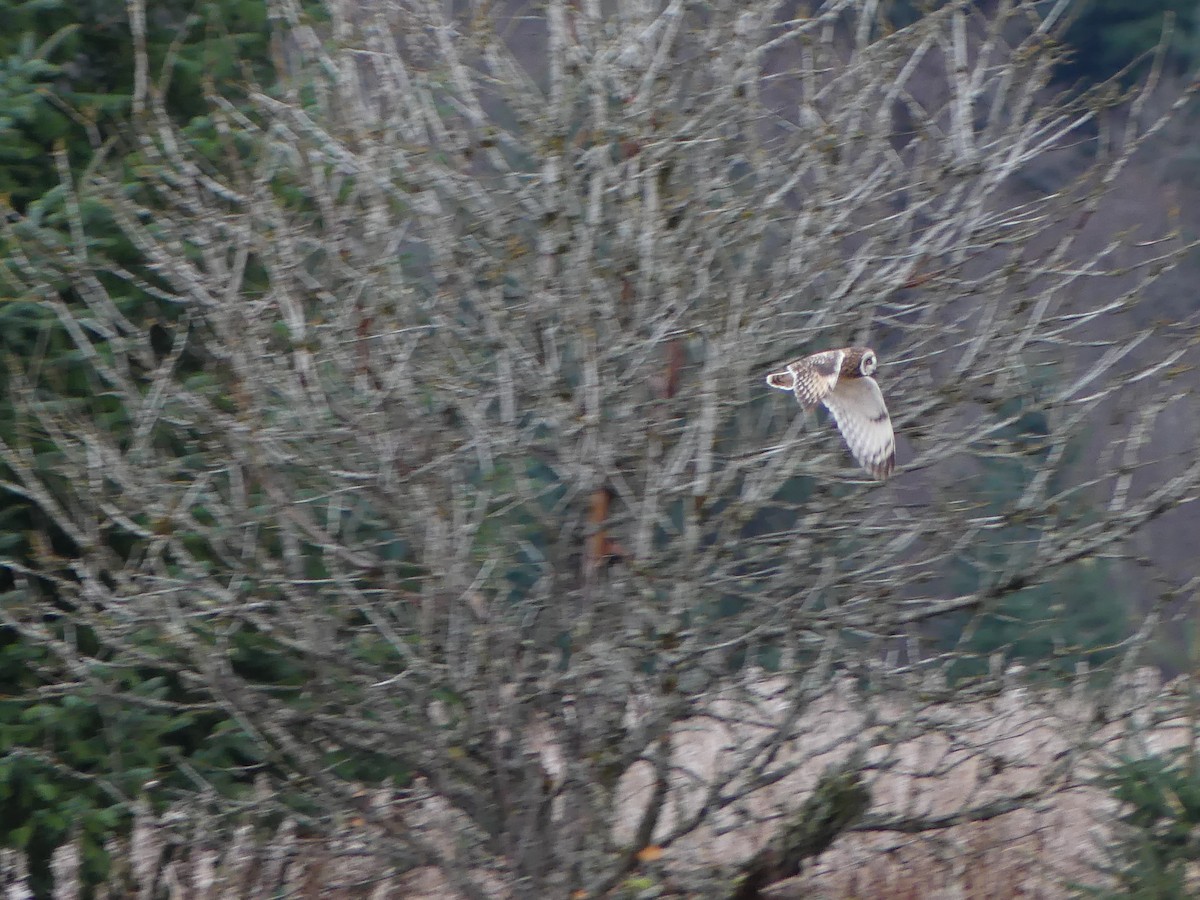 Zingira-hontza - ML645169228