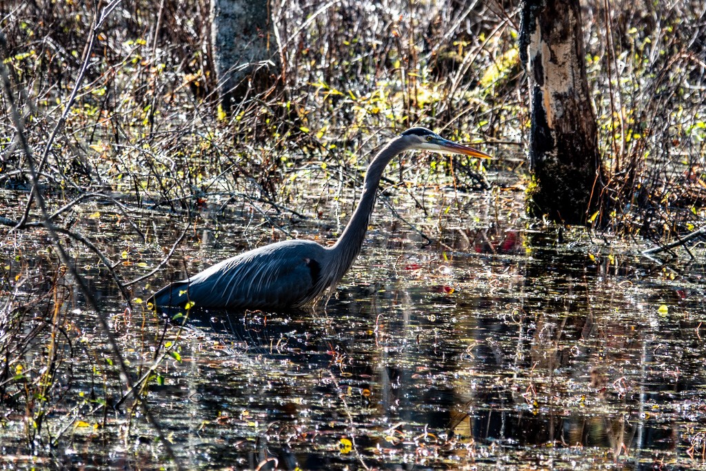 Great Blue Heron - ML645169229