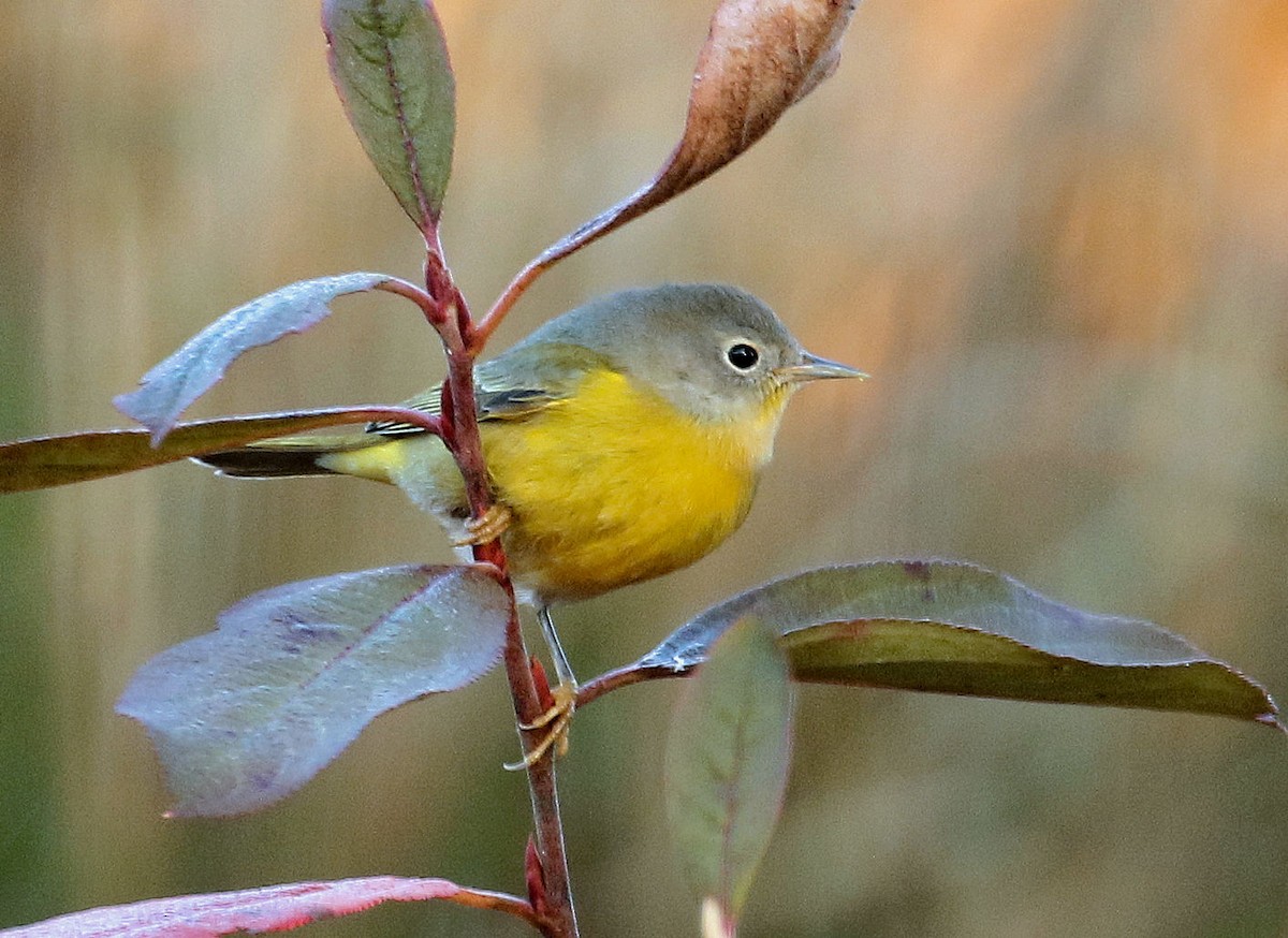 Nashville Warbler - ML645169230