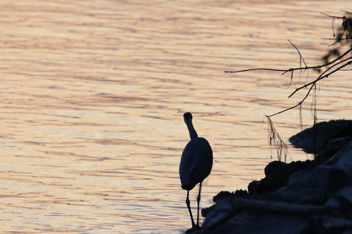 Gray Heron - ML645169235