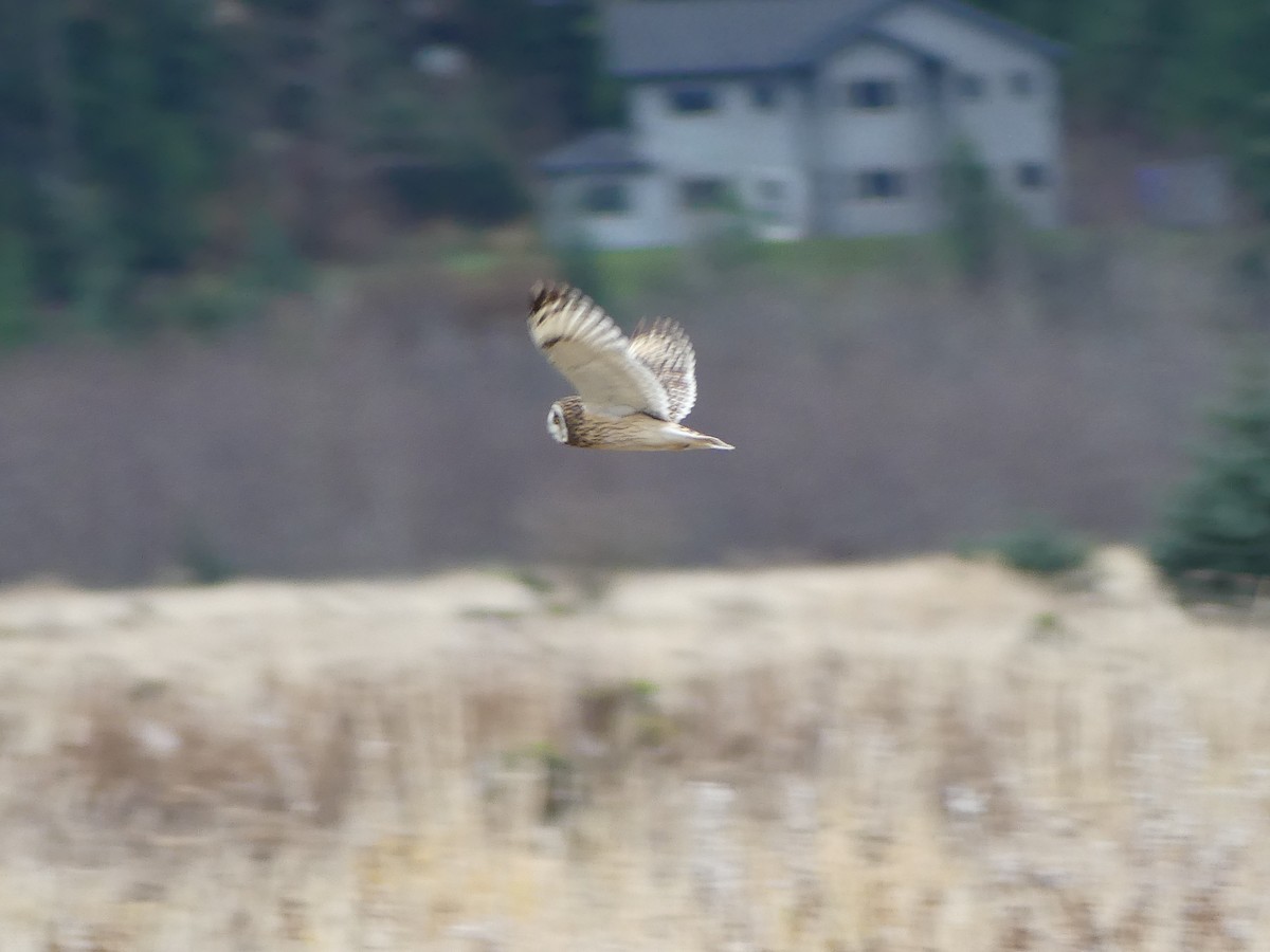 Zingira-hontza - ML645169240