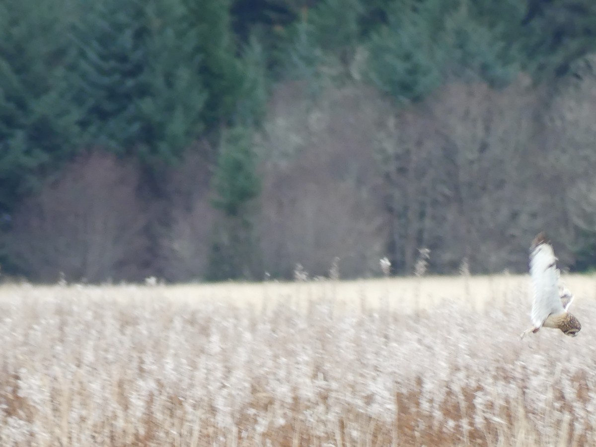 Zingira-hontza - ML645169241