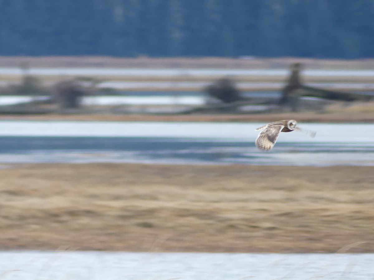 Zingira-hontza - ML645169242