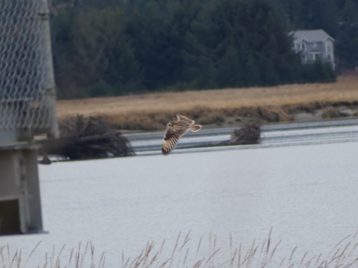 Zingira-hontza - ML645169243