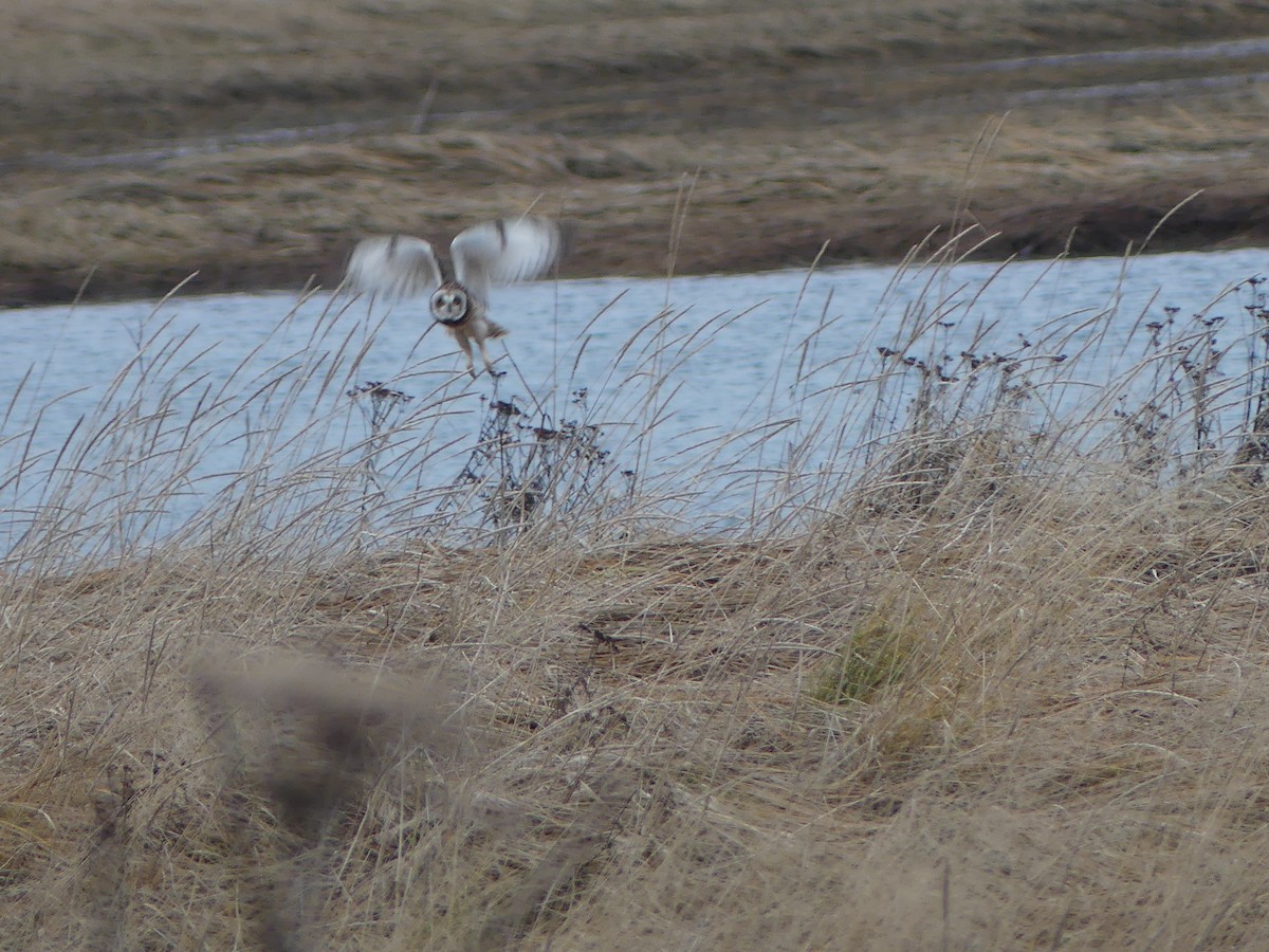 Zingira-hontza - ML645169246