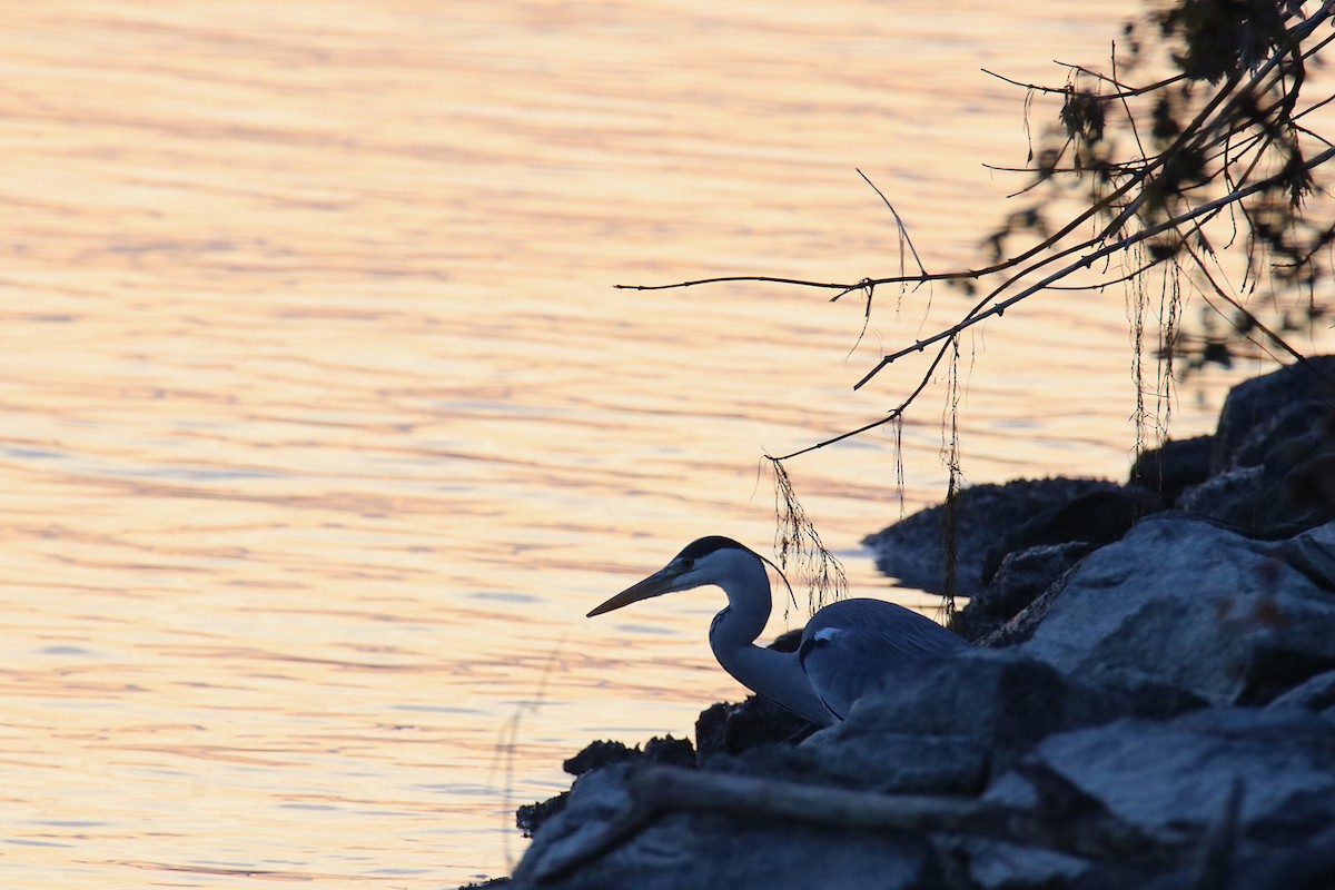 Gray Heron - ML645169252