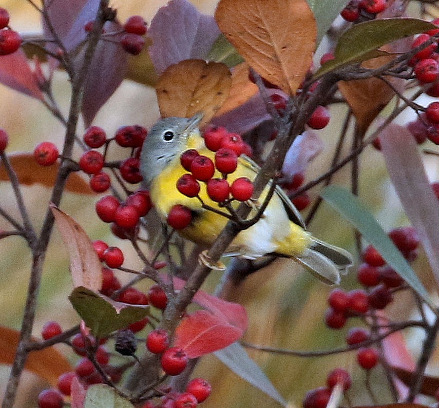 Nashville Warbler - ML645169260