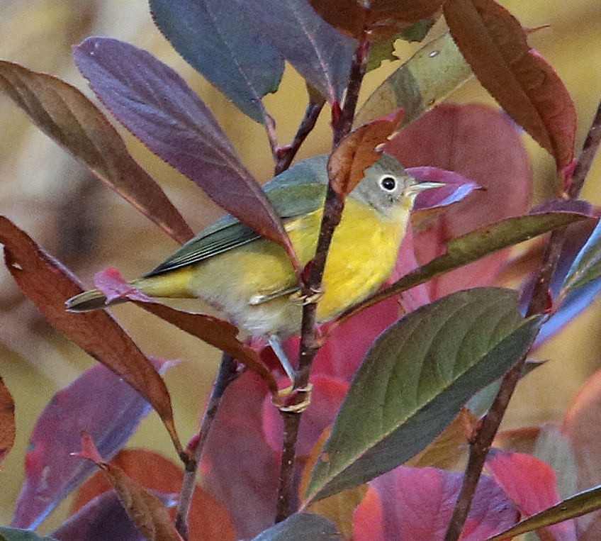 Nashville Warbler - ML645169278