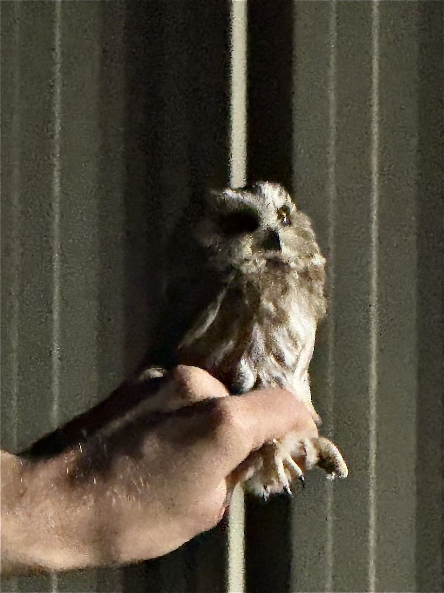 Northern Saw-whet Owl - ML645169301