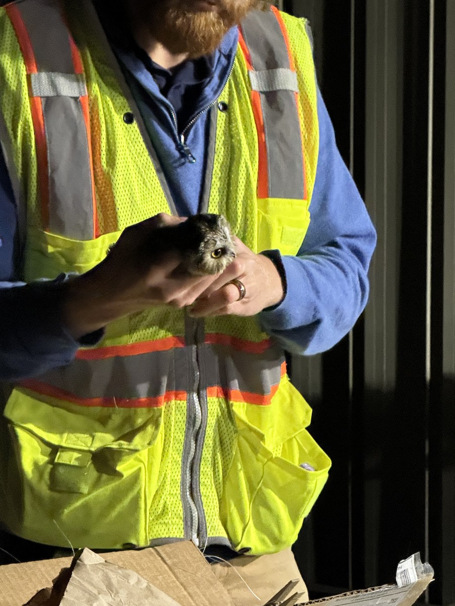 Northern Saw-whet Owl - ML645169302