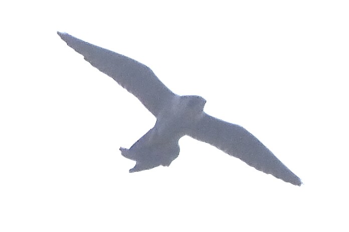 Peregrine Falcon (Eurasian) - ML645169304