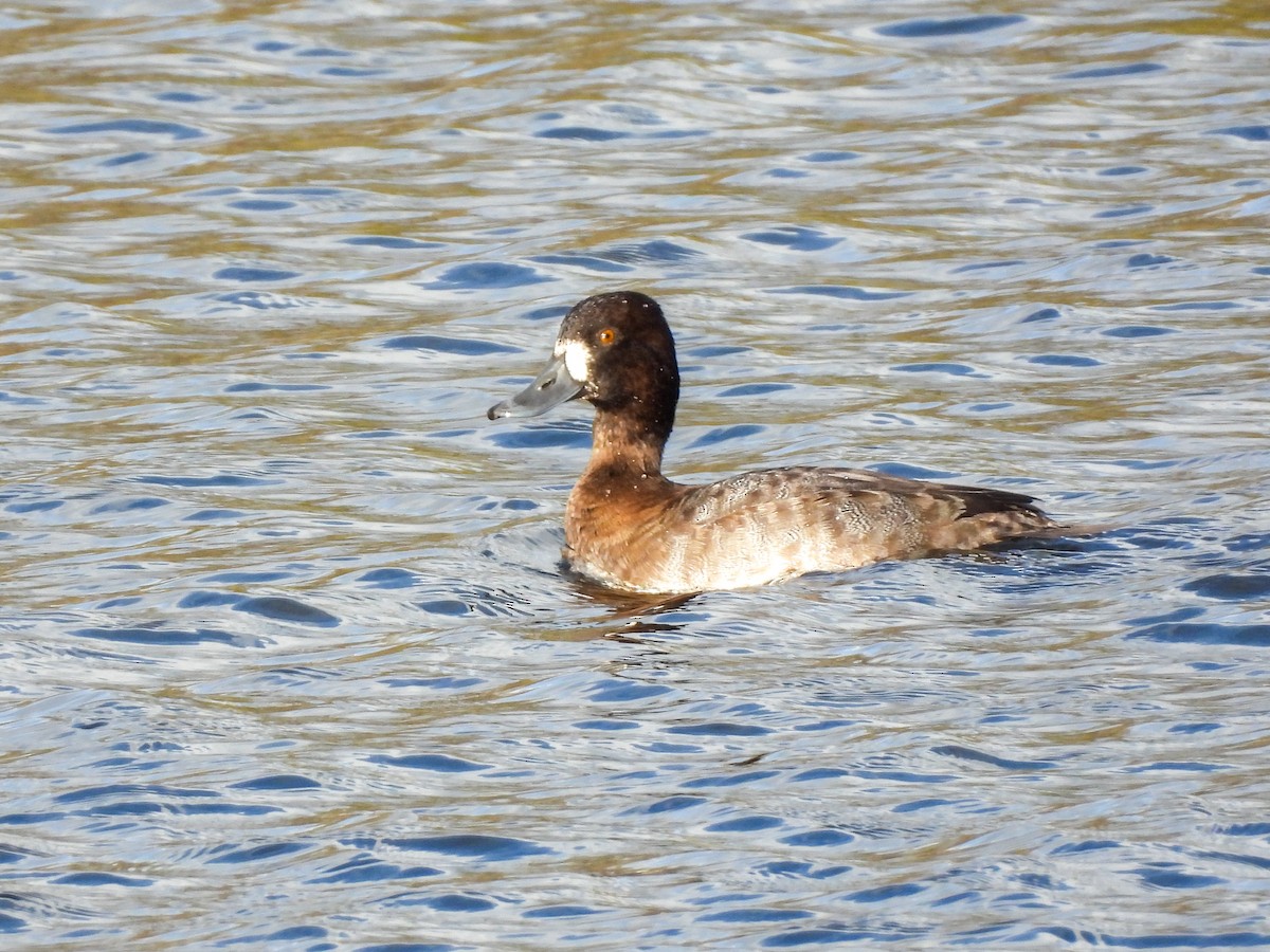 Lesser Scaup - ML645169308