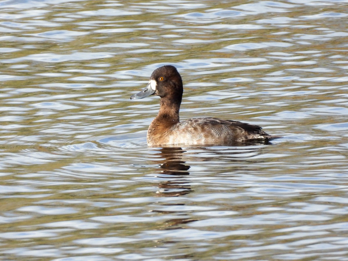 Lesser Scaup - ML645169309