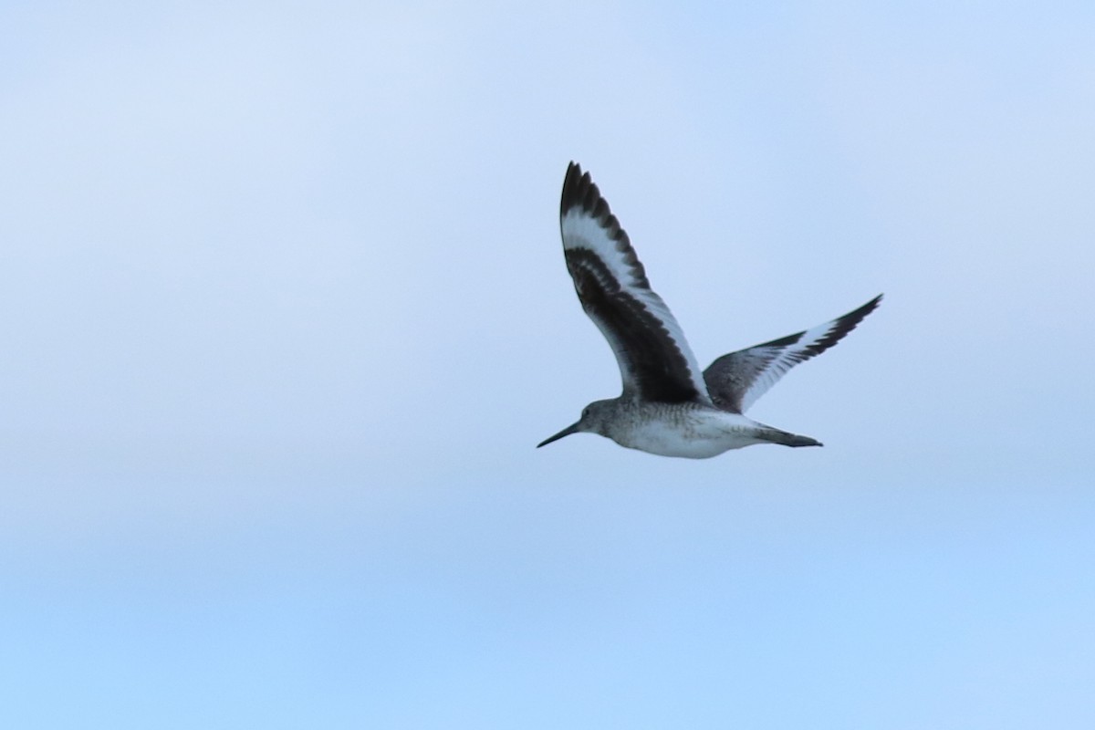 Willet - ML64516931